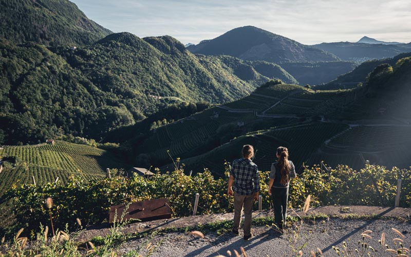 Weinberge-1